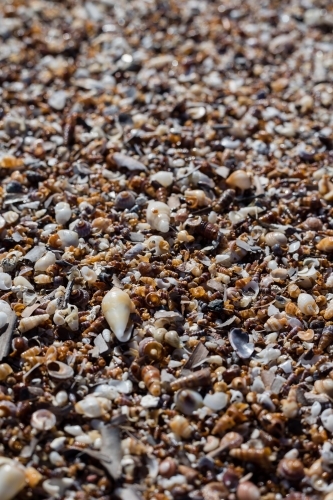 Shell collection - Australian Stock Image