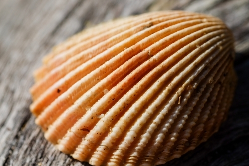 Shell on wooden log - Australian Stock Image