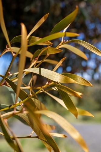 Shiny leaves on hakea tree - Australian Stock Image