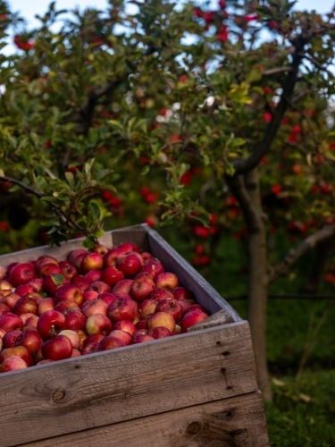 Shiny red apples in a wooden bin in orchard - Australian Stock Image