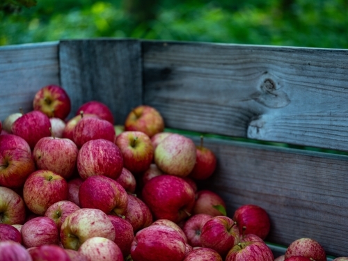 Shiny Red Apples in an wooden bin in the Orchard - Australian Stock Image