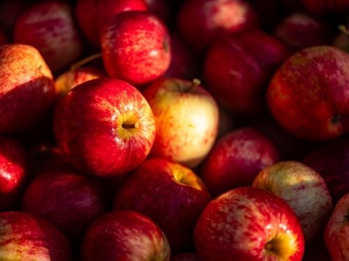 Shiny Red Apples piled up in a fruit bin - Australian Stock Image