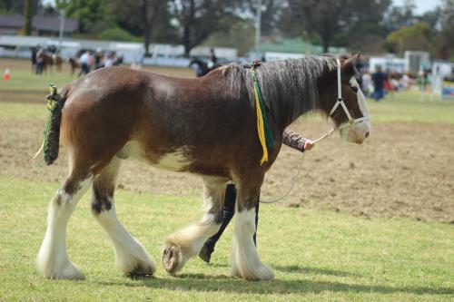 Shire horse being lead around the showring at Singleton agricultural show