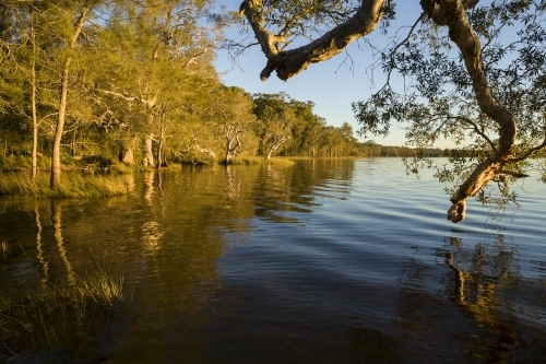 Shoreline of coastal lake with paperbark trees, ripples and sunset light - Australian Stock Image