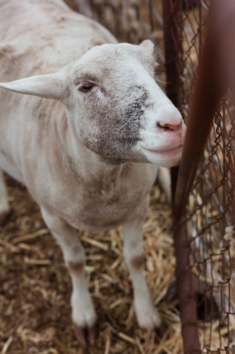 Shorn Sheep looking through fence - Australian Stock Image
