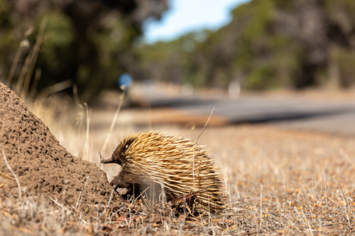 Short-beaked Echidna Foraging and Digging at Dirt Mound, Kangaroo Island - Australian Stock Image