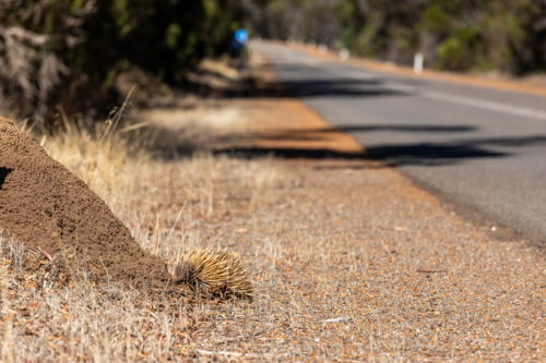 Short-beaked Echidna Foraging at Anthill Beside Road on Kangaroo Island - Australian Stock Image