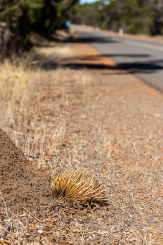 Short-beaked Echidna Foraging at Dirt Mound Beside Road on Kangaroo Island - Australian Stock Image