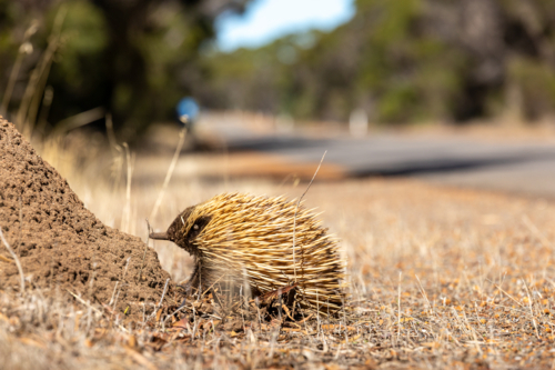Short-beaked Echidna Foraging at Dirt Mound with Long Snout, Kangaroo Island - Australian Stock Image