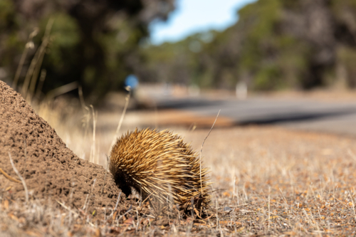 Short-beaked Echidna Foraging Beside Dirt Mound on Kangaroo Island - Australian Stock Image