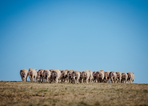Shot behind flock of sheep grouped together