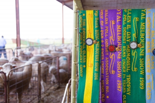 Show ribbons hanging next to a pen of poll dorset rams and sheep