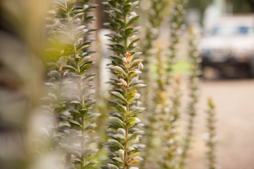 Shrub at Moonan Flat NSW - Australian Stock Image
