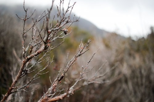 Shrubs and trees, Tasmania - Australian Stock Image