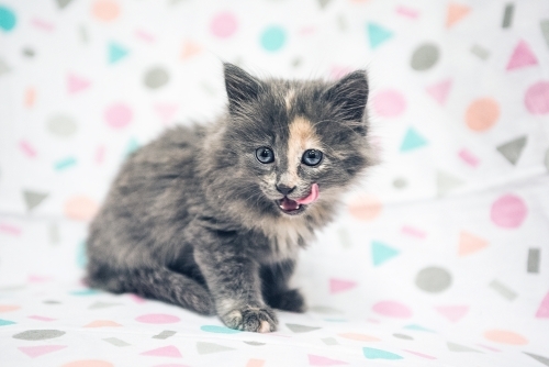 Shy tabby kitten against coloured speckled background.