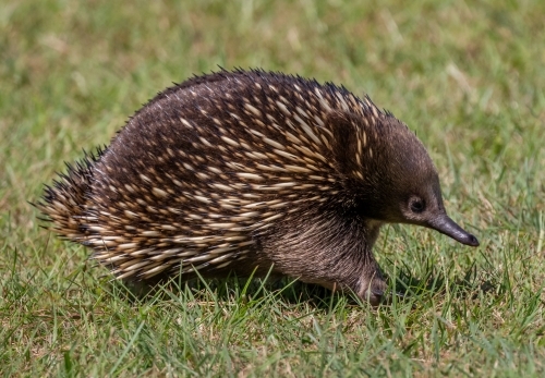 Side on view of echidna walking across grass - Australian Stock Image