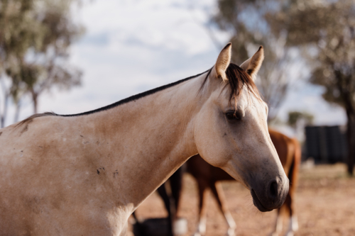 Side profile of a horse in dry farm paddock - Australian Stock Image