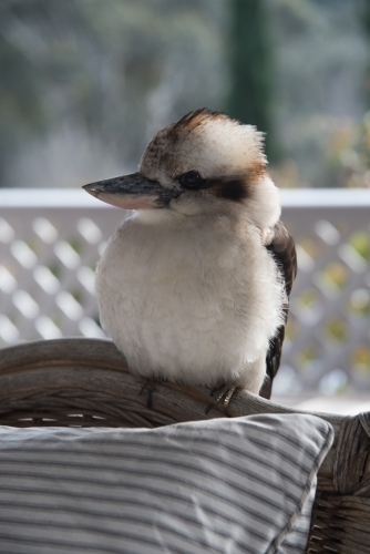 side view of a fluffy kookaburra perched on the back of a chair
