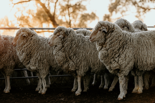 Side view of flock of sheep inside stockyard fence - Australian Stock Image