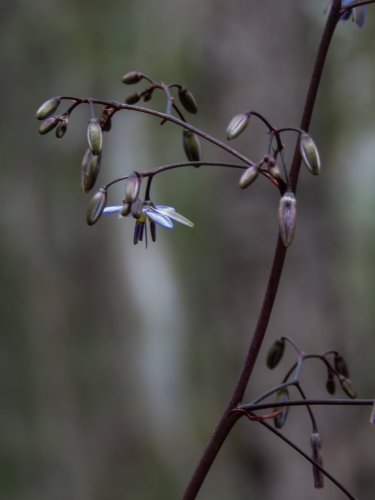 SIde view of native blue lily - Australian Stock Image