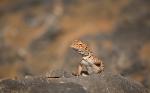 Side view of orange dragon lizard torso, small in frame