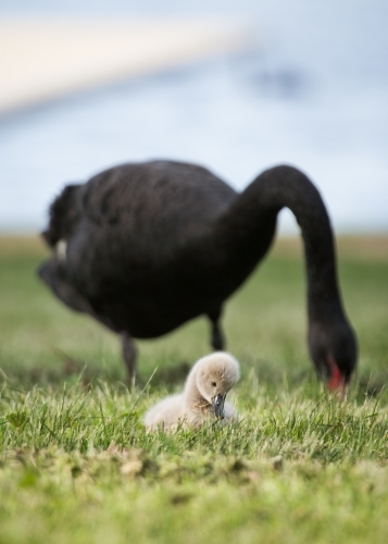 Cygnet and swan feeding on shore of lake - Australian Stock Image