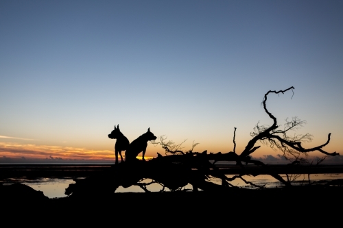 Silhouette at dawn of dogs on dead tree on the beach