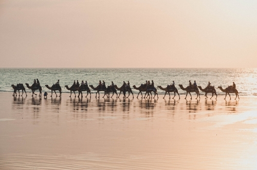 silhouette camel riding along the glossy beach at sunset - Australian Stock Image