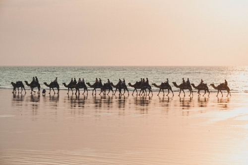 silhouette camel riding along the glossy beach at sunset
