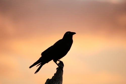 Silhouette of a bird perching on a branch at dusk