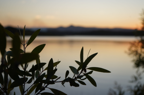 Silhouette of a branch with sunset and mountains in the background - Australian Stock Image