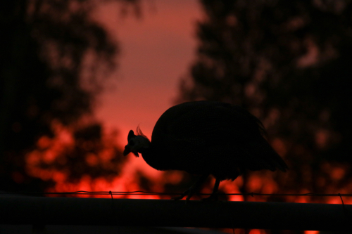 Silhouette of a guinea fowl bird on a fence at sunset - Australian Stock Image