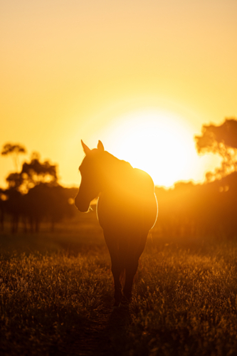 Silhouette of a horse at sunset in the meadow - Australian Stock Image