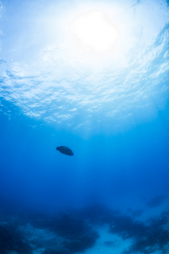 Silhouette of a maori wrasse swimming on the Great Barrier Reef - Australian Stock Image