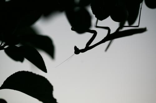 Silhouette of a praying mantis on a lemon tree