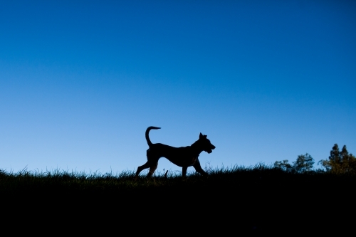 Silhouette of an Australian Kelpie Cross - Australian Stock Image