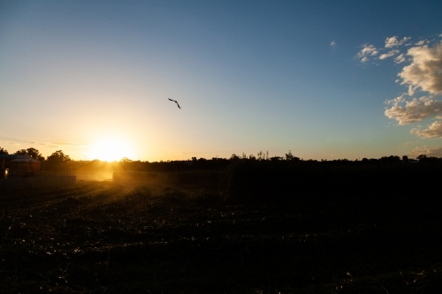 Silhouette of bird and crops in paddock at sunset - Australian Stock Image