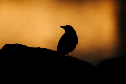 Silhouette of bird perched on rock against orange rippling water - Australian Stock Image