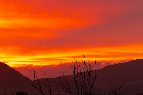 Silhouette of birds sitting in tree during vibrant sunrise - Australian Stock Image