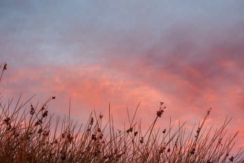 Silhouette of dam reeds at Sunset - Australian Stock Image