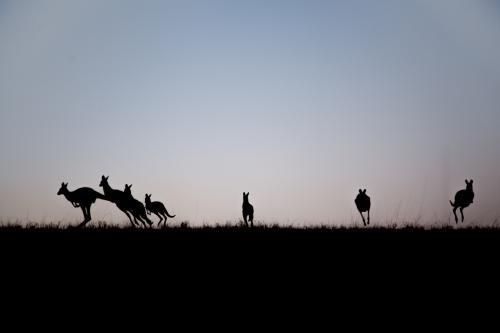 Silhouette of kangaroos leaping away over a hilltop at dusk