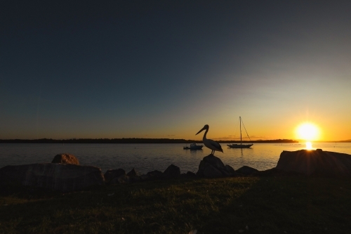 Silhouette of pelican with boats on the water in background. Vibrant sunset at Iluka NSW Australia. - Australian Stock Image