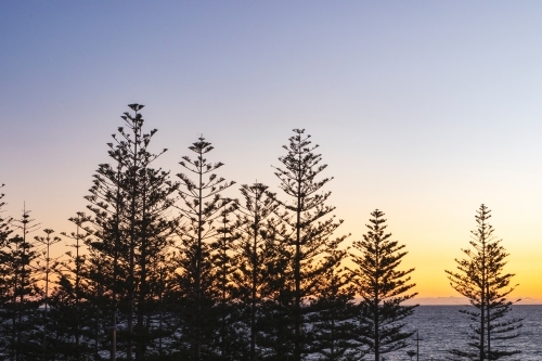 Silhouette of pine trees at sunset - Australian Stock Image