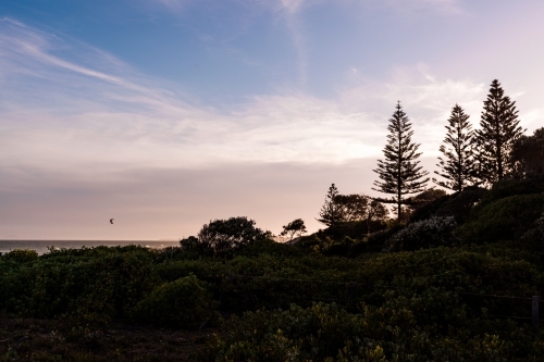 Silhouette of pine trees to to the right of the image as the sunsets at dusk. - Australian Stock Image
