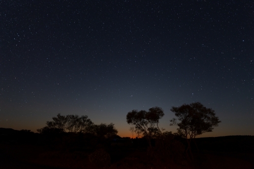 Silhouette of rural trees and bushes at night - Australian Stock Image