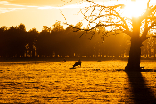 Silhouette of sheep, lambs and a tree at sunrise - Australian Stock Image