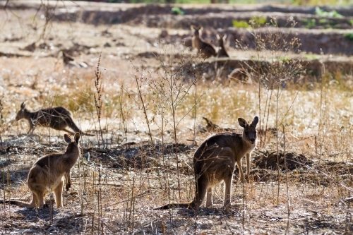 Silhouette of wallabies grazing in the early morning sun - Australian Stock Image