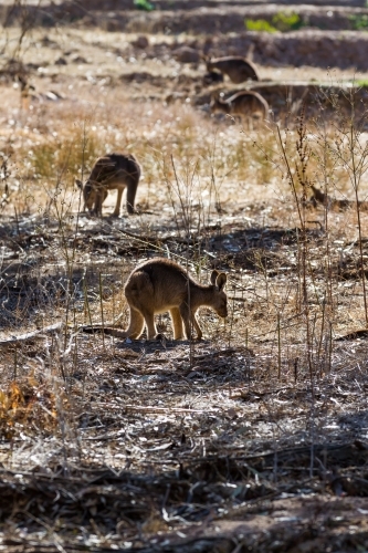 Silhouette of wallabies grazing in the early morning sun - Australian Stock Image
