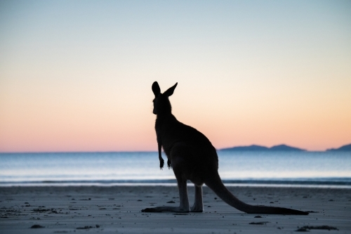 Silhouette shot of a wallaby on a beach during sunset/sunrise - Australian Stock Image