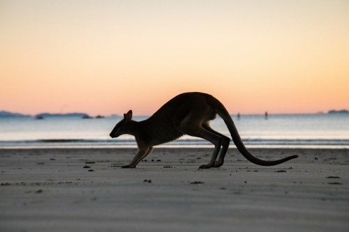 Silhouette shot of a wallaby on a beach during sunset/sunrise - Australian Stock Image